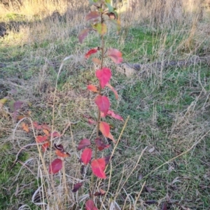 Pyrus sp. at Isaacs, ACT - 25 Jun 2023