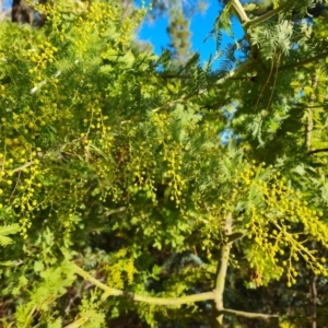 Acacia baileyana x Acacia decurrens at Isaacs, ACT - 25 Jun 2023