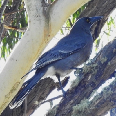 Strepera versicolor (Grey Currawong) at Paddys River, ACT - 25 Jun 2023 by JohnBundock