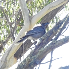 Strepera versicolor at Paddys River, ACT - 25 Jun 2023 10:57 AM