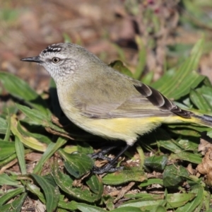 Acanthiza chrysorrhoa at Symonston, ACT - 25 Jun 2023