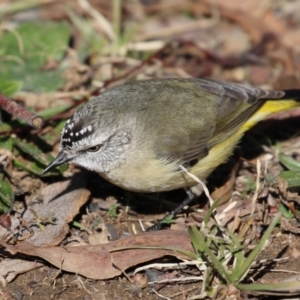 Acanthiza chrysorrhoa at Symonston, ACT - 25 Jun 2023