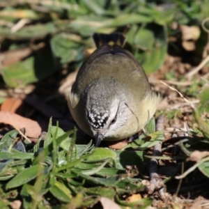 Acanthiza chrysorrhoa at Symonston, ACT - 25 Jun 2023