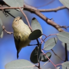 Smicrornis brevirostris (Weebill) at Symonston, ACT - 25 Jun 2023 by RodDeb