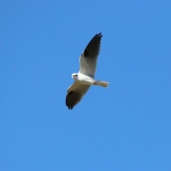 Elanus axillaris (Black-shouldered Kite) at Symonston, ACT - 25 Jun 2023 by RodDeb