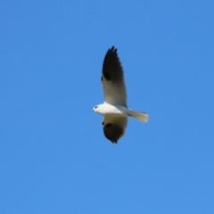 Elanus axillaris at Symonston, ACT - 25 Jun 2023