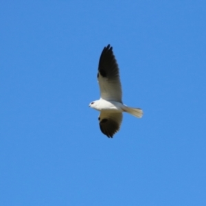 Elanus axillaris at Symonston, ACT - 25 Jun 2023