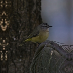 Acanthiza chrysorrhoa at Higgins, ACT - 25 Jun 2023