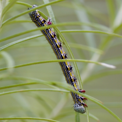 Chlenias banksiaria group (A Geometer moth) at Paddys River, ACT - 29 Dec 2022 by KorinneM