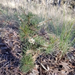 Hakea decurrens (Bushy Needlewood) at Mount Jerrabomberra - 25 Jun 2023 by HappyWanderer