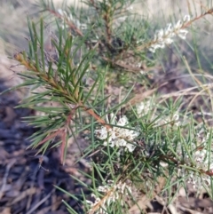 Hakea decurrens at Jerrabomberra, NSW - 25 Jun 2023