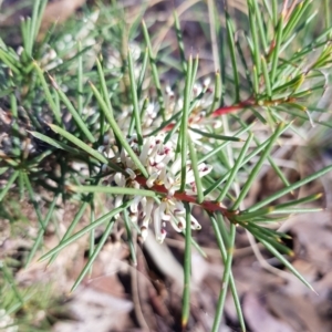 Hakea decurrens at Jerrabomberra, NSW - 25 Jun 2023