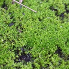 Unidentified Moss, Liverwort or Hornwort at Albury, NSW - 25 Jun 2023 by KylieWaldon