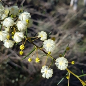 Acacia genistifolia at Jerrabomberra, NSW - 25 Jun 2023 11:09 AM