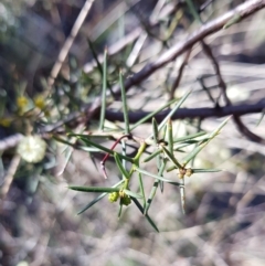 Acacia genistifolia at Jerrabomberra, NSW - 25 Jun 2023