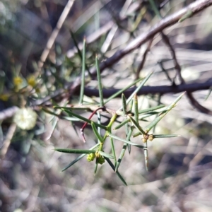 Acacia genistifolia at Jerrabomberra, NSW - 25 Jun 2023 11:09 AM