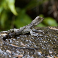 Intellagama lesueurii howittii (Gippsland Water Dragon) at Paddys River, ACT - 29 Dec 2022 by KorinneM