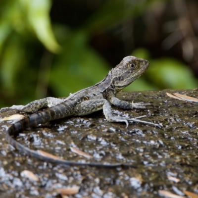 Unidentified Dragon at Paddys River, ACT - 29 Dec 2022 by KorinneM