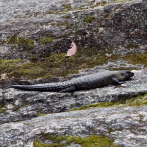 Egernia cunninghami at Paddys River, ACT - 29 Dec 2022