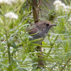 Acanthiza pusilla (Brown Thornbill) at Paddys River, ACT - 29 Dec 2022 by KorinneM