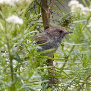 Acanthiza pusilla at Paddys River, ACT - 29 Dec 2022