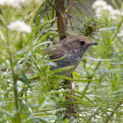 Acanthiza pusilla (Brown Thornbill) at Namadgi National Park - 29 Dec 2022 by KorinneM