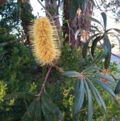 Banksia integrifolia subsp. integrifolia (Coast Banksia) at Broulee, NSW - 24 Jun 2023 by MichaelBedingfield