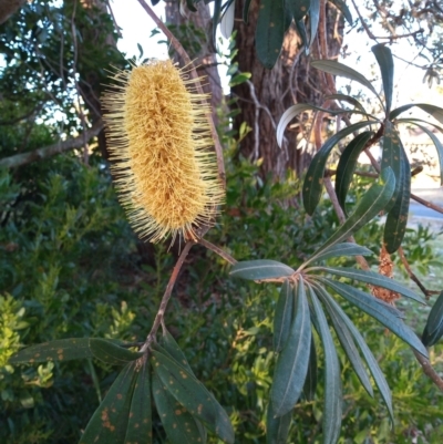 Banksia integrifolia subsp. integrifolia (Coast Banksia) at Broulee, NSW - 23 Jun 2023 by michaelb