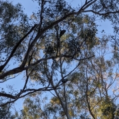 Callocephalon fimbriatum (Gang-gang Cockatoo) at Watson, ACT - 25 Jun 2023 by AniseStar