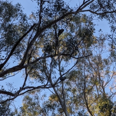 Callocephalon fimbriatum (Gang-gang Cockatoo) at Watson, ACT - 25 Jun 2023 by AniseStar