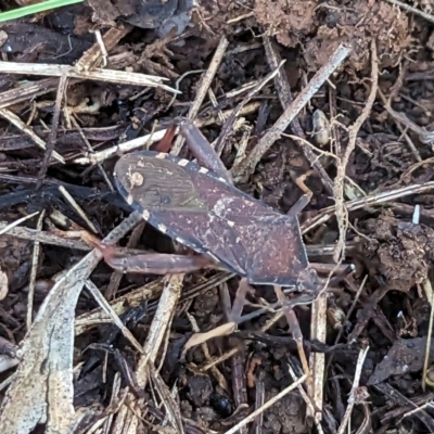 Amorbus (genus) (Eucalyptus Tip bug) at Watson Green Space - 25 Jun 2023 by AniseStar