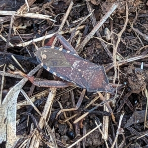 Amorbus sp. (genus) at Watson, ACT - 25 Jun 2023 10:41 AM