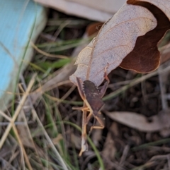 Amorbus sp. (genus) at Watson, ACT - 25 Jun 2023