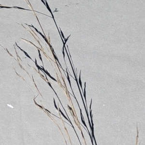 Austrostipa sp. at Watson, ACT - 25 Jun 2023