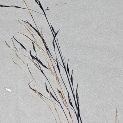 Austrostipa sp. (A Corkscrew Grass) at Watson, ACT - 25 Jun 2023 by AniseStar