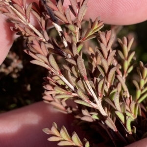 Baeckea utilis at Rendezvous Creek, ACT - 27 May 2023