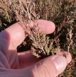 Baeckea utilis at Rendezvous Creek, ACT - 27 May 2023