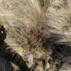 Baeckea utilis at Rendezvous Creek, ACT - 27 May 2023