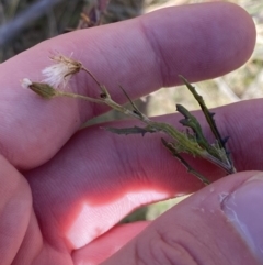 Senecio bathurstianus at Rendezvous Creek, ACT - 27 May 2023 12:56 PM