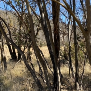 Eucalyptus stellulata at Namadgi National Park - 27 May 2023 12:41 PM