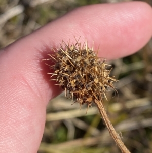 Acaena x ovina at Rendezvous Creek, ACT - 27 May 2023