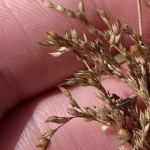 Juncus flavidus at Rendezvous Creek, ACT - 27 May 2023 12:09 PM