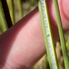 Juncus flavidus at Rendezvous Creek, ACT - 27 May 2023