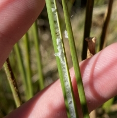 Juncus flavidus at Rendezvous Creek, ACT - 27 May 2023