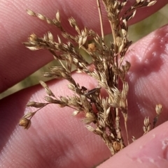 Juncus flavidus at Rendezvous Creek, ACT - 27 May 2023