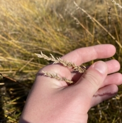 Carex tereticaulis (Poongort) at Namadgi National Park - 27 May 2023 by Tapirlord