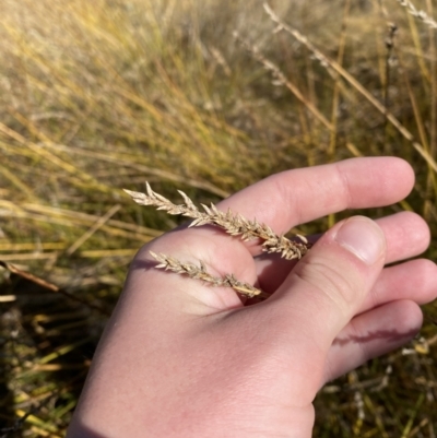 Carex tereticaulis (Poongort) at Namadgi National Park - 27 May 2023 by Tapirlord