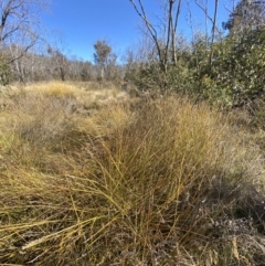 Carex tereticaulis at Rendezvous Creek, ACT - 27 May 2023