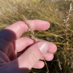 Carex tereticaulis at Rendezvous Creek, ACT - 27 May 2023 11:52 AM