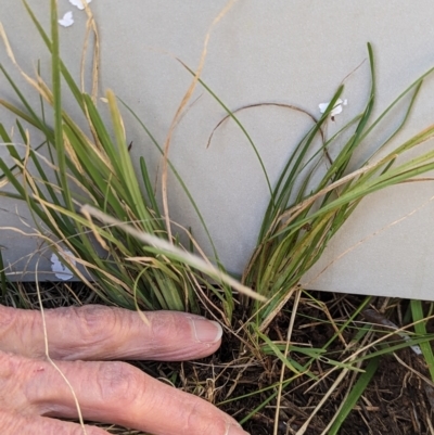 Lomandra sp. (A Matrush) at Watson Green Space - 25 Jun 2023 by AniseStar